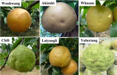 Review of fruit cork spot disorder of Asian pear (Pyrus spp.)
